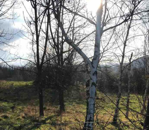 terreno edificabile in vendita a Gazzola