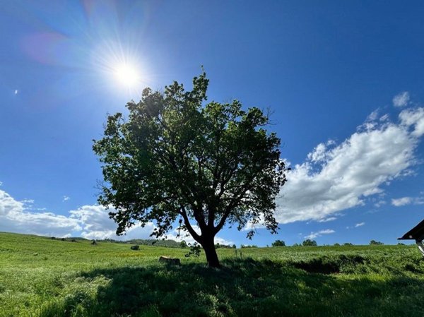 esavano in vendita a Gazzola in zona Croara