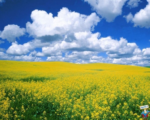 terreno agricolo in vendita a Gossolengo