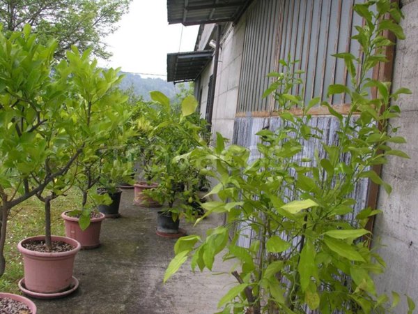 appartamento in vendita a Gropparello