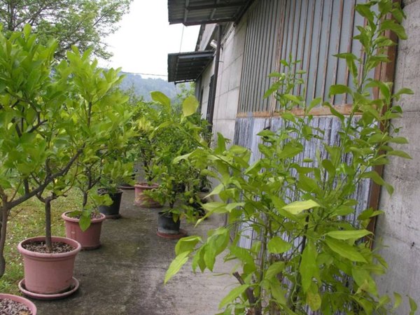 terreno agricolo in vendita a Gropparello