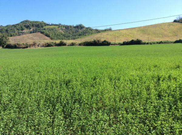 terreno agricolo in vendita a Lugagnano Val d'Arda