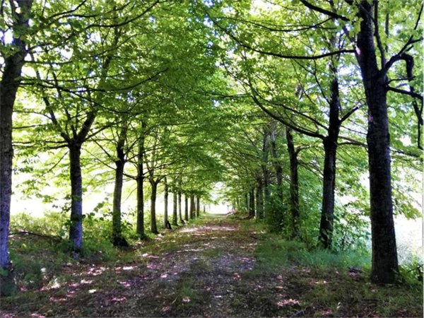 terreno agricolo in vendita a Morfasso
