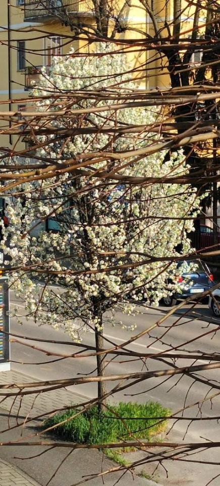 appartamento in vendita a Piacenza in zona Stadio
