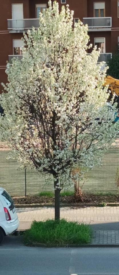 appartamento in vendita a Piacenza in zona Stadio