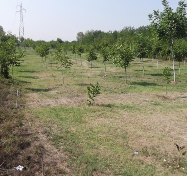 terreno edificabile in vendita a Piacenza in zona Centro Storico
