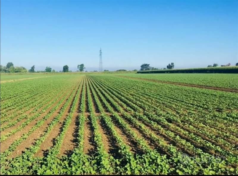 azienda agricola in vendita a Piacenza