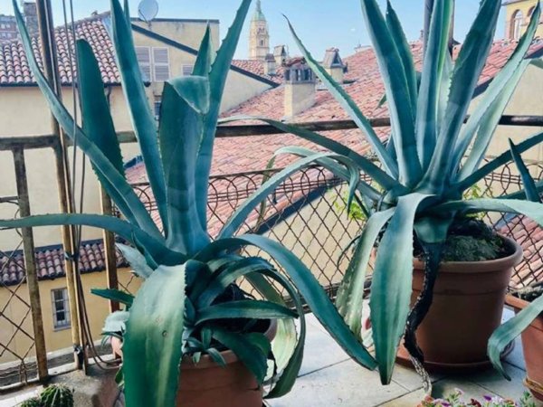 appartamento in vendita a Piacenza in zona Centro Storico