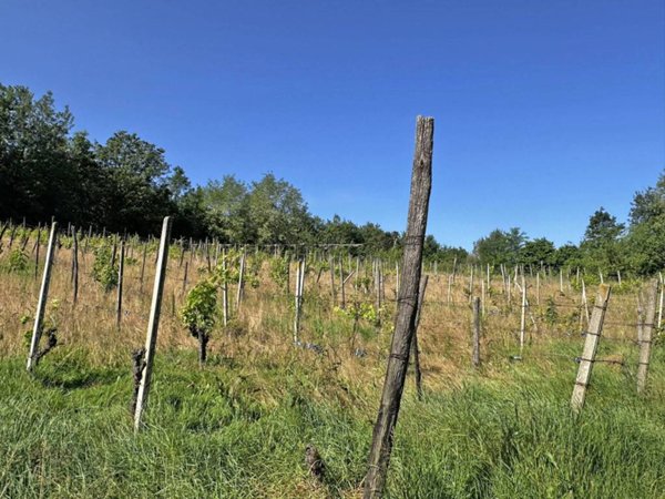 terreno agricolo in vendita a Ponte dell'Olio in zona Folignano