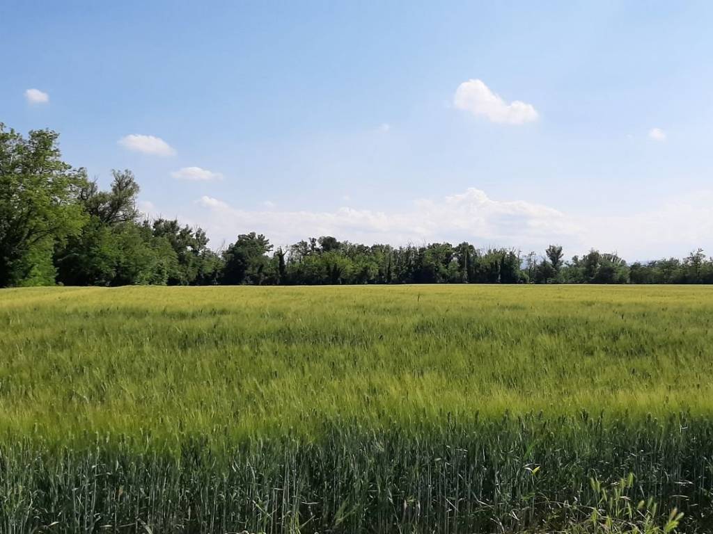 terreno agricolo in vendita a San Giorgio Piacentino