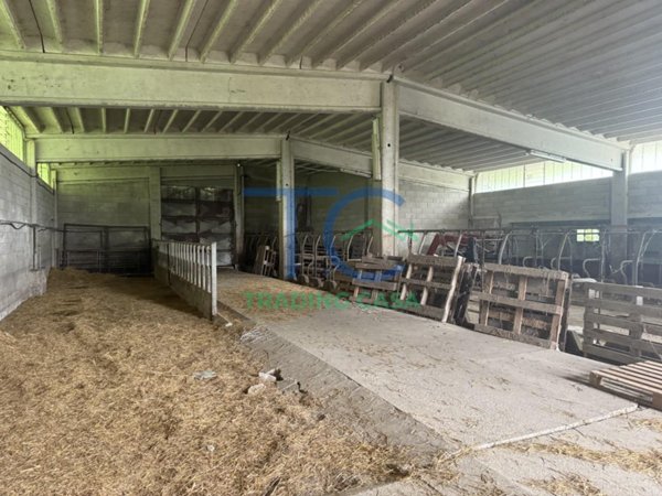 terreno agricolo in vendita a Travo