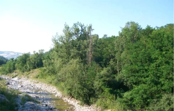 terreno agricolo in vendita a Travo