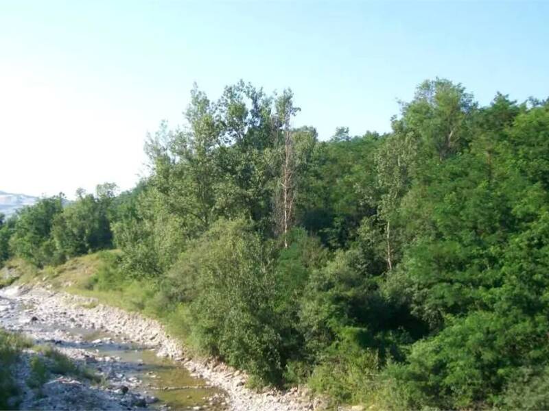 terreno agricolo in vendita a Travo
