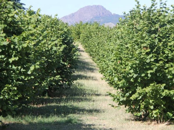 terreno agricolo in vendita a Travo