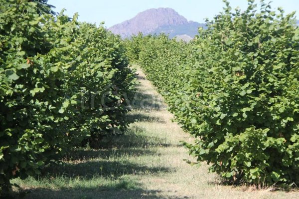 terreno agricolo in vendita a Travo