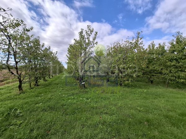 terreno agricolo in vendita a Villanova sull'Arda