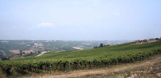terreno agricolo in vendita a Ziano Piacentino in zona Vicobarone
