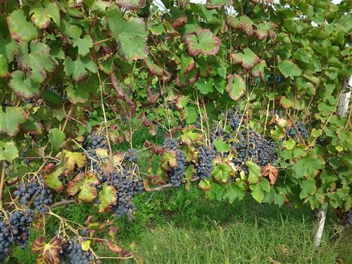 azienda agricola in vendita a Ziano Piacentino