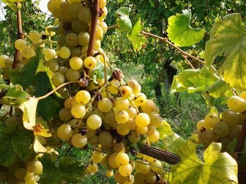 azienda agricola in vendita a Ziano Piacentino