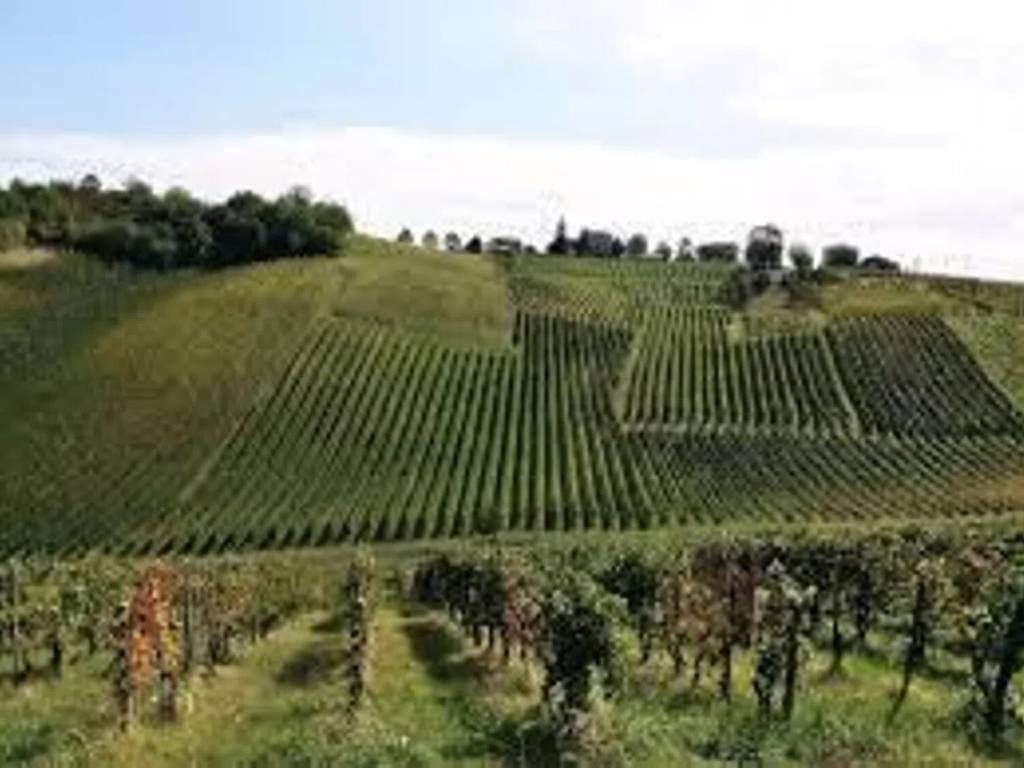 terreno agricolo in vendita a Ziano Piacentino in zona Vicobarone