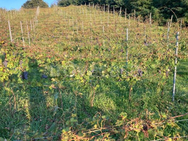 terreno agricolo in vendita a Roasio in zona Sant'Eusebio