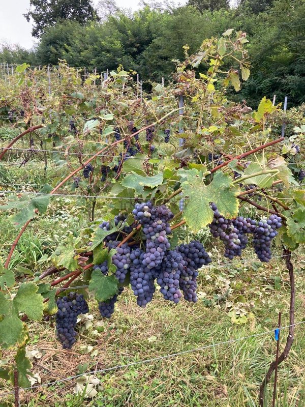terreno edificabile in vendita a Roasio