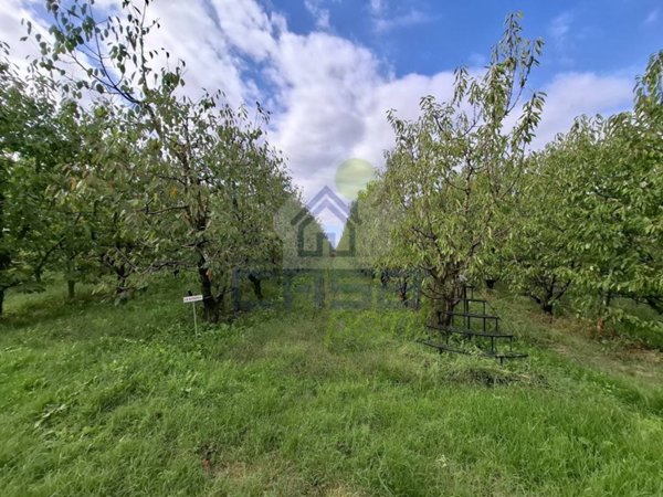terreno agricolo in vendita a Busseto