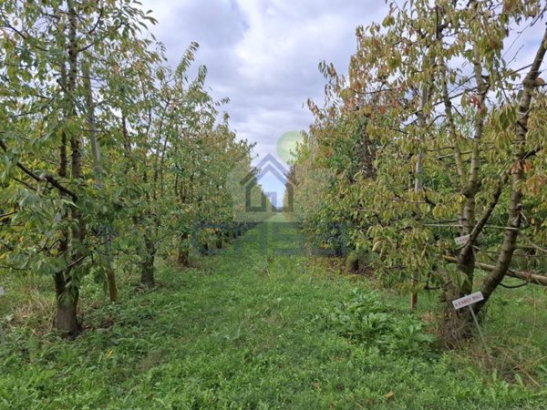 terreno agricolo in vendita a Busseto