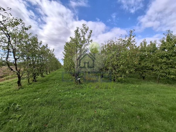 terreno agricolo in vendita a Busseto