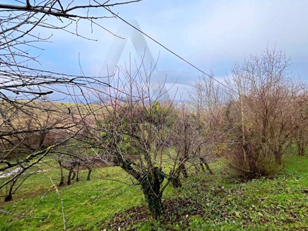 terreno agricolo in vendita a Felino