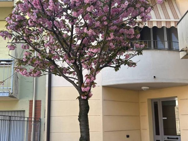 appartamento in vendita a Fontevivo in zona Ponte Taro