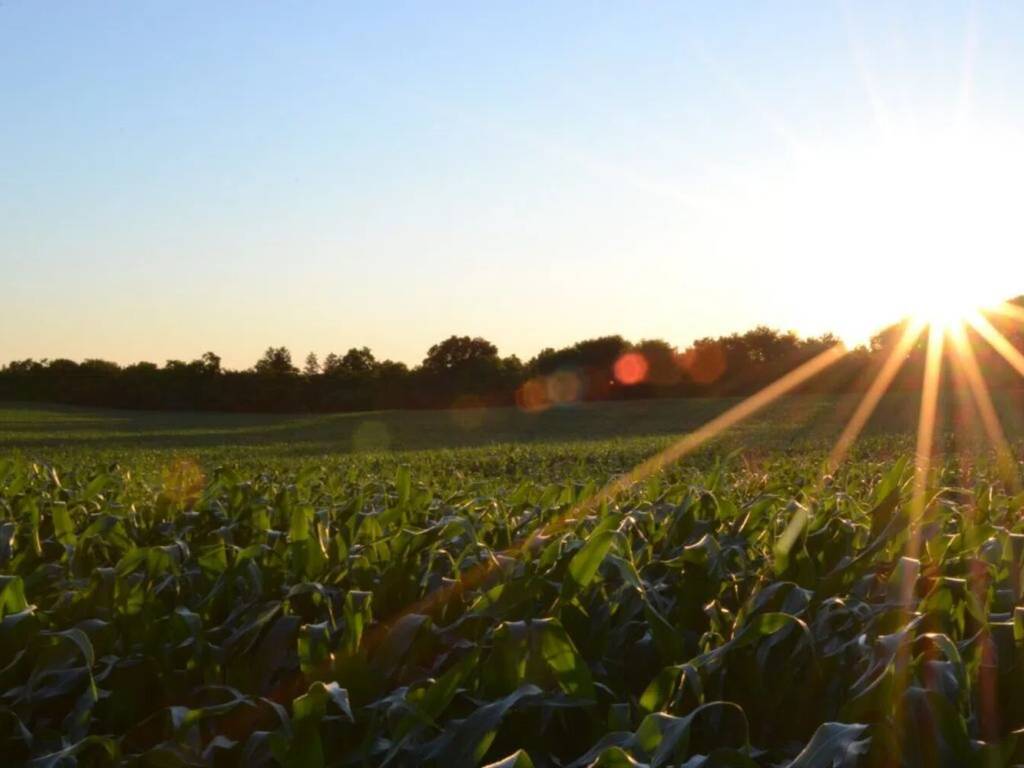 terreno agricolo in vendita a Fontevivo