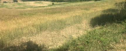 terreno agricolo in vendita a Noceto