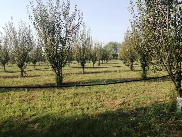 terreno agricolo in vendita a Parma in zona San Pancrazio