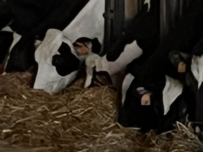 azienda agricola in vendita a Parma in zona Molinetto