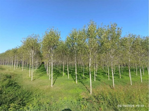 terreno agricolo in vendita a Roccabianca