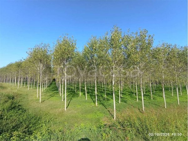 terreno agricolo in vendita a Roccabianca