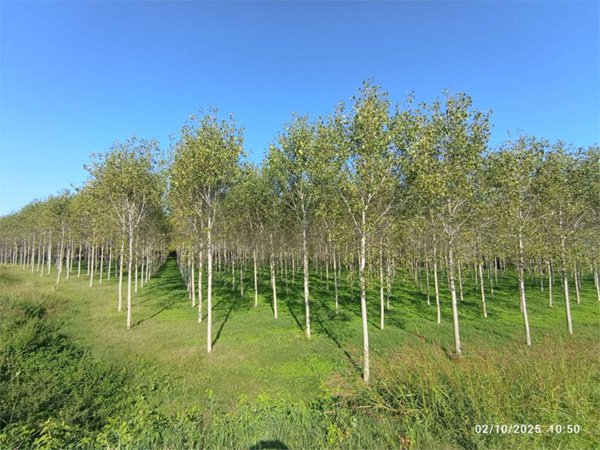 terreno agricolo in vendita a Roccabianca