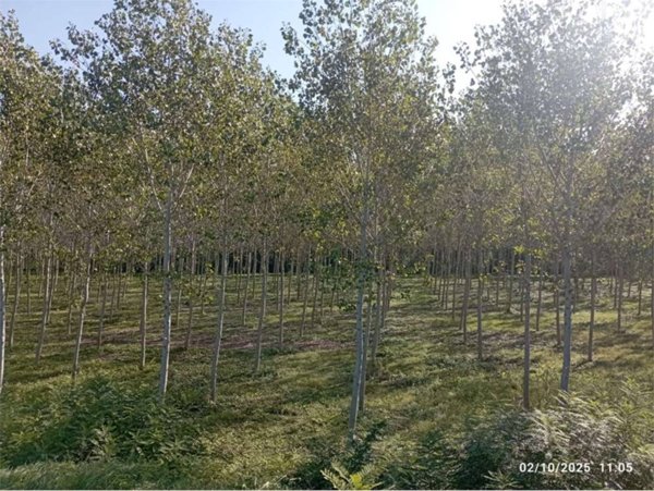 terreno agricolo in vendita a Roccabianca
