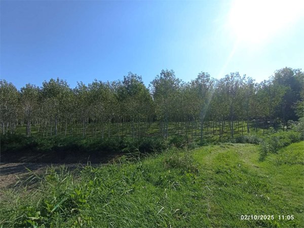 terreno agricolo in vendita a Roccabianca