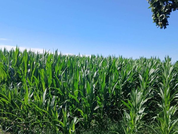 terreno agricolo in vendita a Roccabianca in zona Stagno