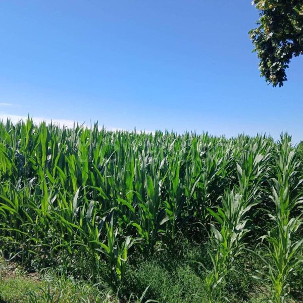 terreno agricolo in vendita a Roccabianca