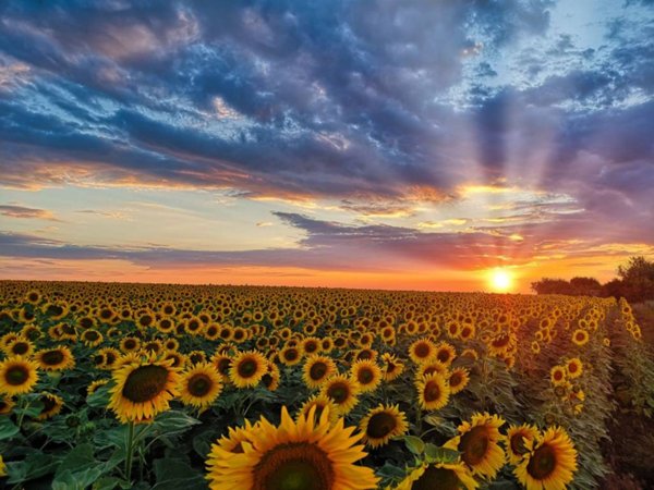 terreno agricolo in vendita a Sala Baganza in zona San Vitale di Baganza