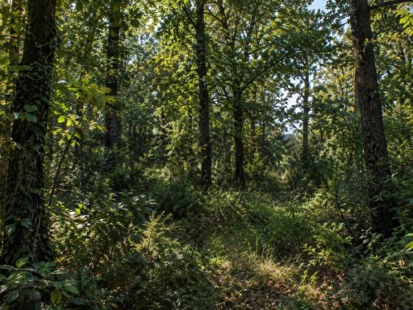 terreno agricolo in vendita a Salsomaggiore Terme in zona Campore