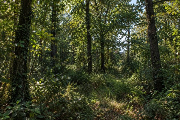 terreno agricolo in vendita a Salsomaggiore Terme in zona Campore