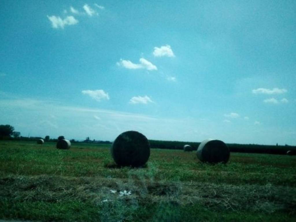 terreno agricolo in vendita a Polesine Zibello