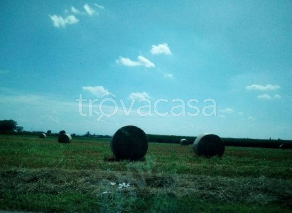 terreno agricolo in vendita a Polesine Zibello