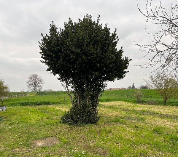 casa indipendente in vendita a Sorbolo Mezzani in zona Coenzo