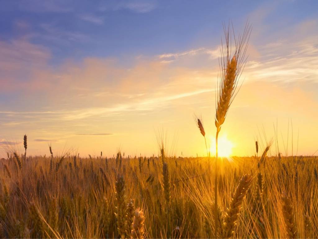 terreno agricolo in vendita a Sorbolo Mezzani in zona Mezzano Superiore