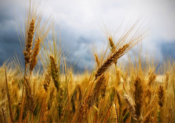 terreno agricolo in vendita a Sorbolo Mezzani in zona Mezzano Superiore